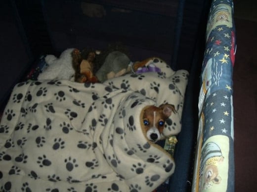 My little burrower, Misha, hiding under her favorite blanket