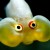 The Bubble Eye Goldfish The Bubble Eye Goldfish