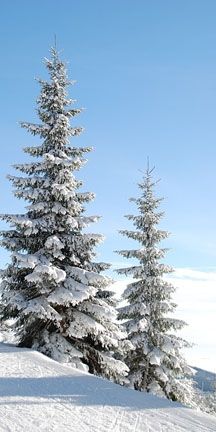 trees-in-winter