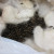 The first time I found the hedgehog - nesting in a bag of wool I'd left outside. The first time I found the hedgehog - nesting in a bag of wool I'd left outside.