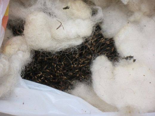 The first time I found the hedgehog - nesting in a bag of wool I'd left outside.