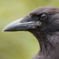 Smartest Animals: The Amazing Crow