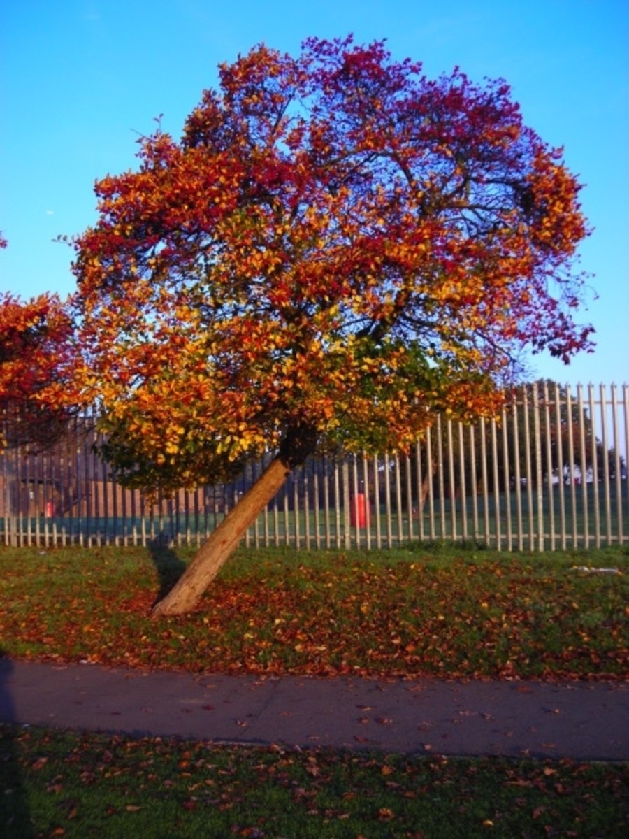 Autumn Tree in Durnsford Park 19 October 2007