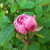 Pink Rosebud Pink Rosebud