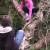 Negotiating the fallen 'ivy tree'. Negotiating the fallen 'ivy tree'.