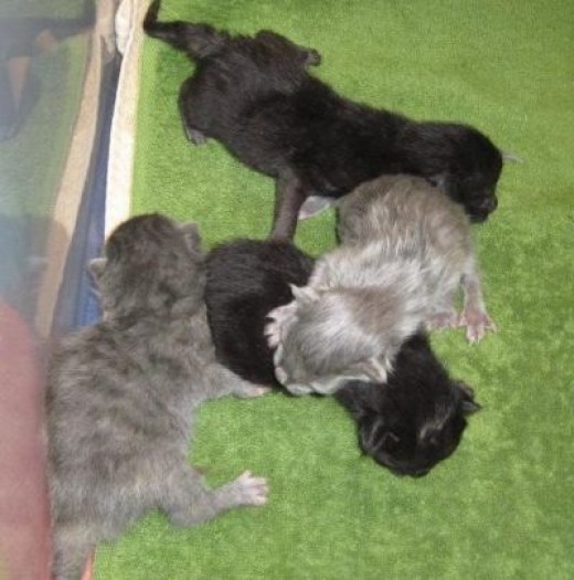 Mama Cat's Babies - born April 4, 2013