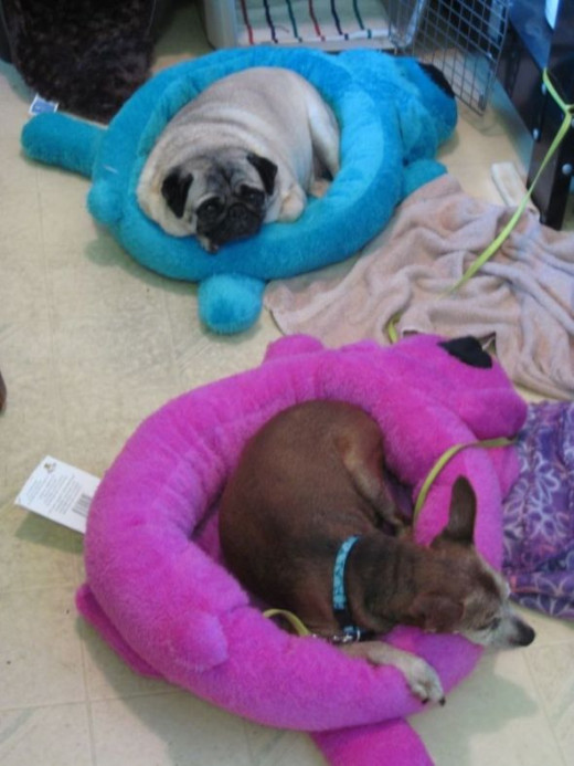 Loofa Dog Beds in Blue and Magenta