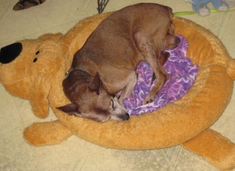 Tito loving his Loofa Dog Bed