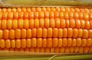 summer cooking corn on the cob