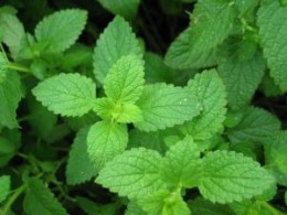 summer cooking mint