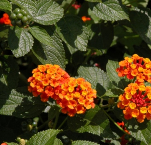 Poisonous Garden Plants: Daffodils, Lantana and Euphorbia | hubpages