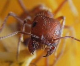 Eat Chocolate Covered Insects 