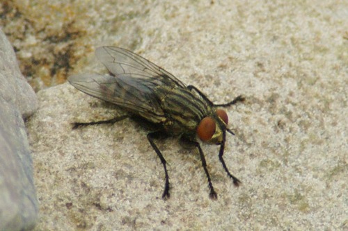 House fly. A cooperative little fellow.