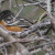 Spotted Towhee. You might say this was my LAST nemesis bird. They're beautiful!