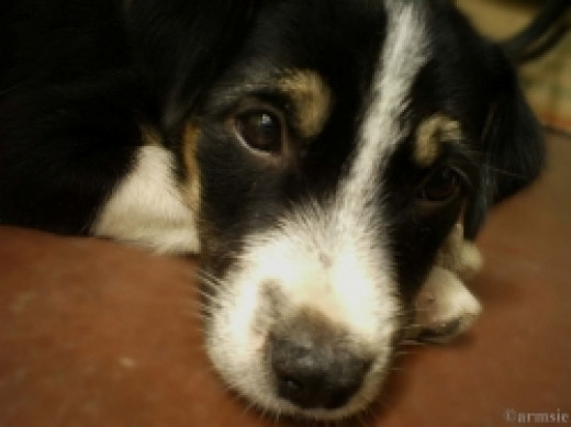 Canine Vestibular Syndrome Vertigo In Dogs Hubpages