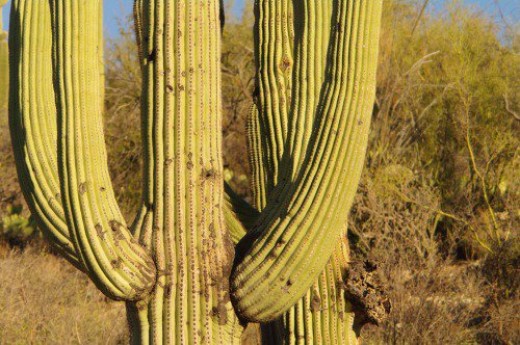 Closeup of saguaro cactus.