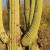 Closeup of saguaro cactus.