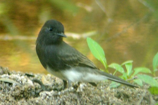 The only decent picture I got of a bird that day, a Black Phoebe.