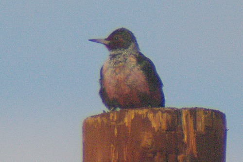 Lewis's Woodpecker on top of power pole. A male.