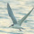 Forster's Tern in flight.
