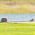 Vermilion Flycatcher.