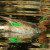 Green-winged Teal. Male.