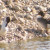 Northern Pintails. Males.