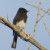 Black Phoebe. They like insects, and will grab them mid-air like a warbler. In my opinion, they ARE warblers.