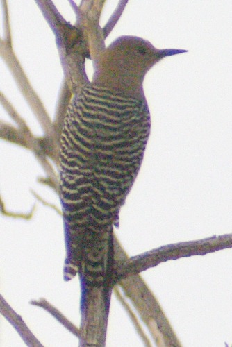 Gila Woodpecker. A common species everywhere. It was almost dark by this time.
