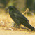 Common Raven. They say, "caw, caw". I always see a few, sometimes as many as 15. Yesterday, there were 4.