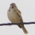 Lark Sparrow. A gorgeous bird, in my opinion.