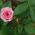Miniature Rose Miniature Rose