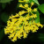 Orange Cestrum Orange Cestrum