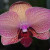 Cymbidium Orchid, I think
