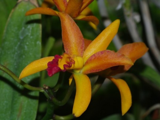 Cattleya Orchid hybrid, I think