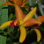 Cattleya Orchid hybrid, I think
