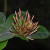 Cestrum buds Cestrum buds