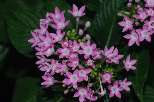 Pentas, Star Flower