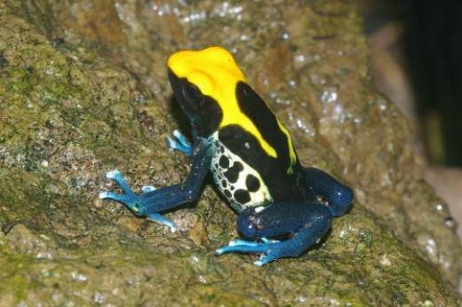 Brazilian Yellow Head. All frogs are Poison Dart Frogs, Dendrobates tinctorius.