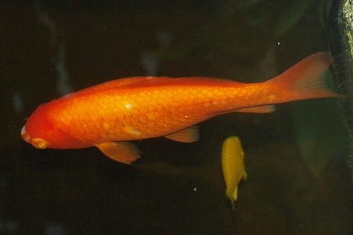 Koi, a kind of carp. There's a black one, too, but it's too dark for a decent picture.