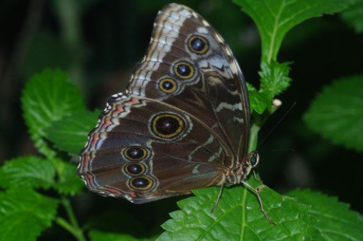 Blue Morpho with wings folded.