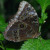Blue Morpho with wings folded. Blue Morpho with wings folded.