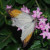 Orange Tip. Smaller versions of this are sometimes seen around our house in the desert. Orange Tip. Smaller versions of this are sometimes seen around our house in the desert.