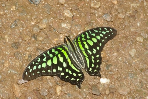 Tailed Jay. From Australia, and they call it something else.