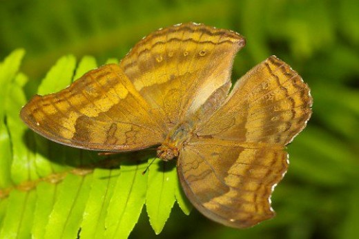 Chocolate Pansy. Brown and black butterflies are surprisingly common.