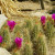 Hedgehog Cactus. The fruit and flesh are edible. The flesh cools the body, and the fruit tastes a little like strawberries. Endangered. Hedgehog Cactus. The fruit and flesh are edible. The flesh cools the body, and the fruit tastes a little like strawberries. Endangered.