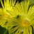 Ice plant, with a visitor I longed to photograph: a green bee. Ice plant, with a visitor I longed to photograph: a green bee.