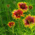 Gaillardia - Indian Blanket Gaillardia - Indian Blanket