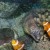 With Clownfish