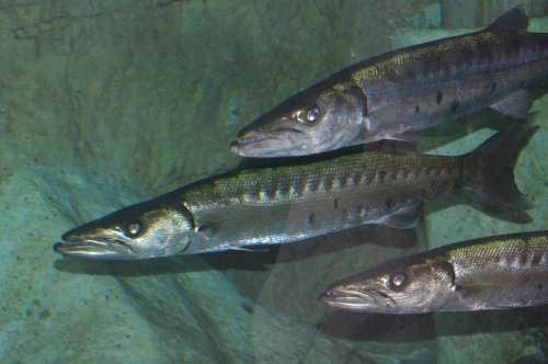 I don't know what they are, but they remind me of barracudas.